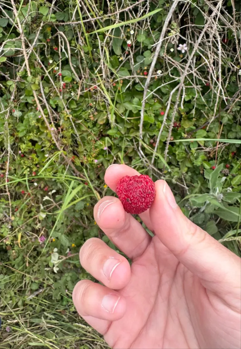 Mano sosteniendo fruto rojo