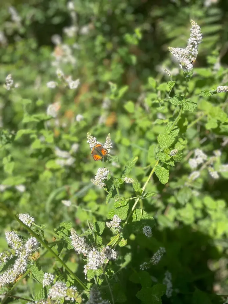 Mariposa y arbusto