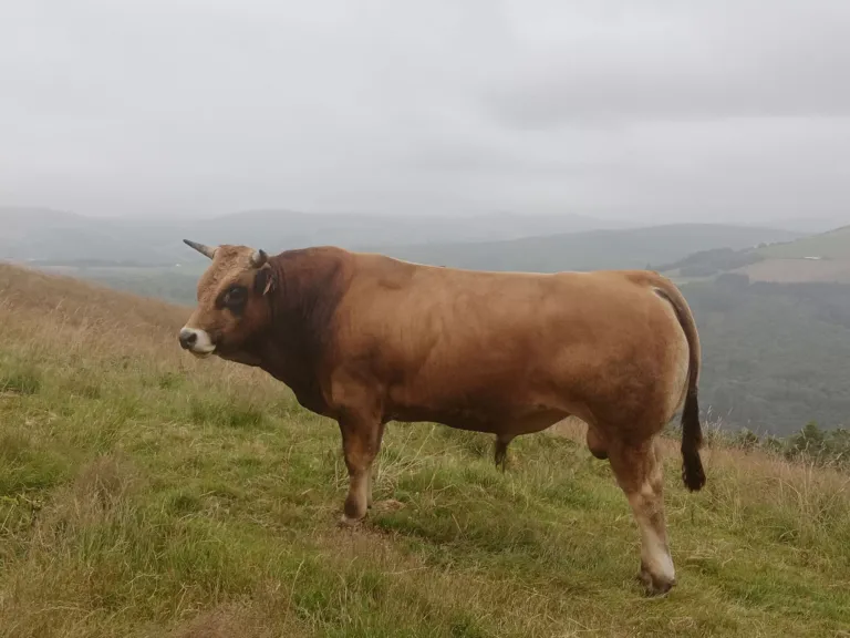 Vacuno en el monte, con paisaje de fondo