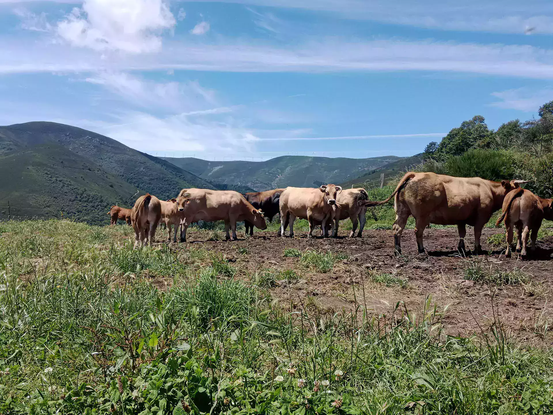 Vacas en el monte con paisaje de fondo con día soleado