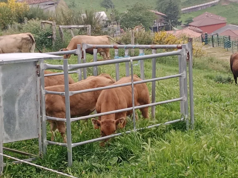 Vacas en tranquera