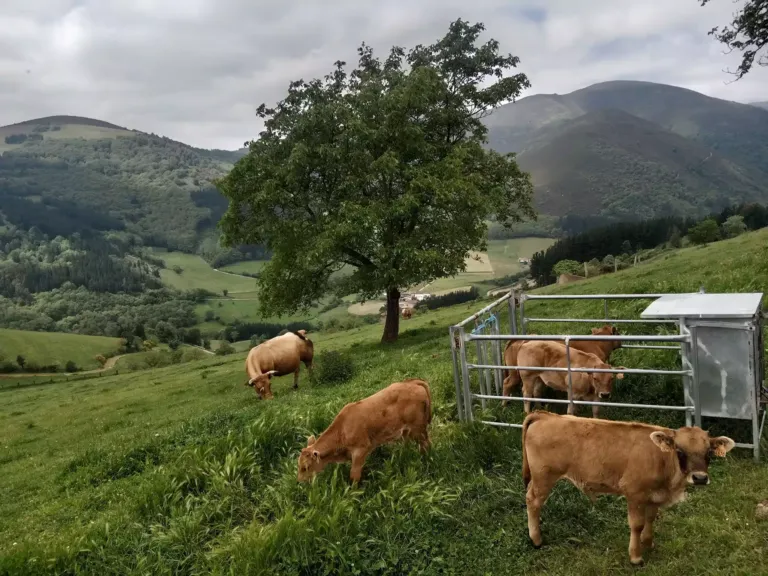 Ganado pastando y vacas encerrada, árbol y monte