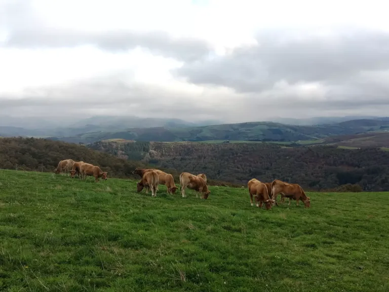 Ganado vacuno asturiano en el monte pastando