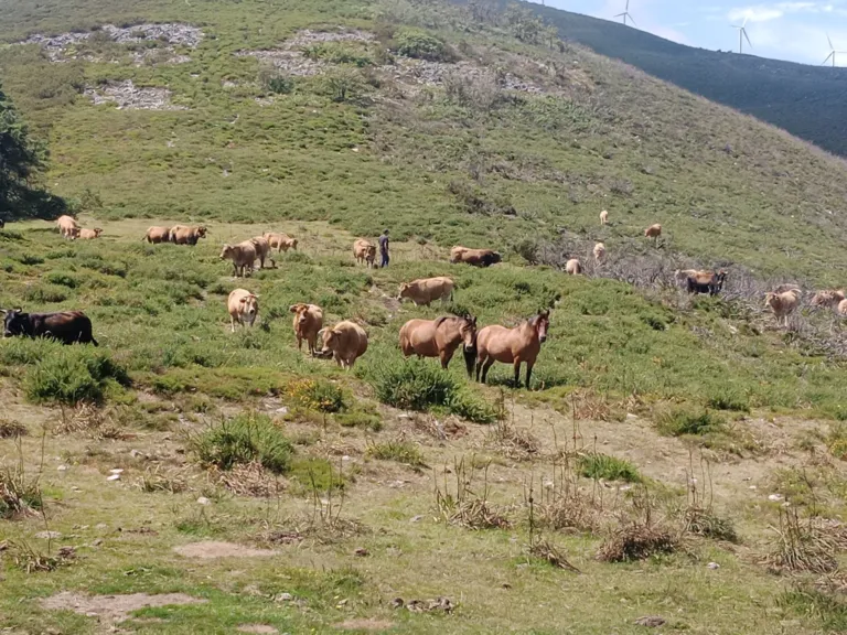 Vacas y caballos en monte cuesta arriba