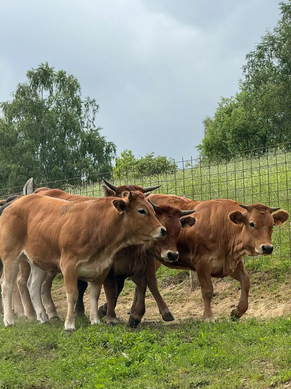 Vacas caminando