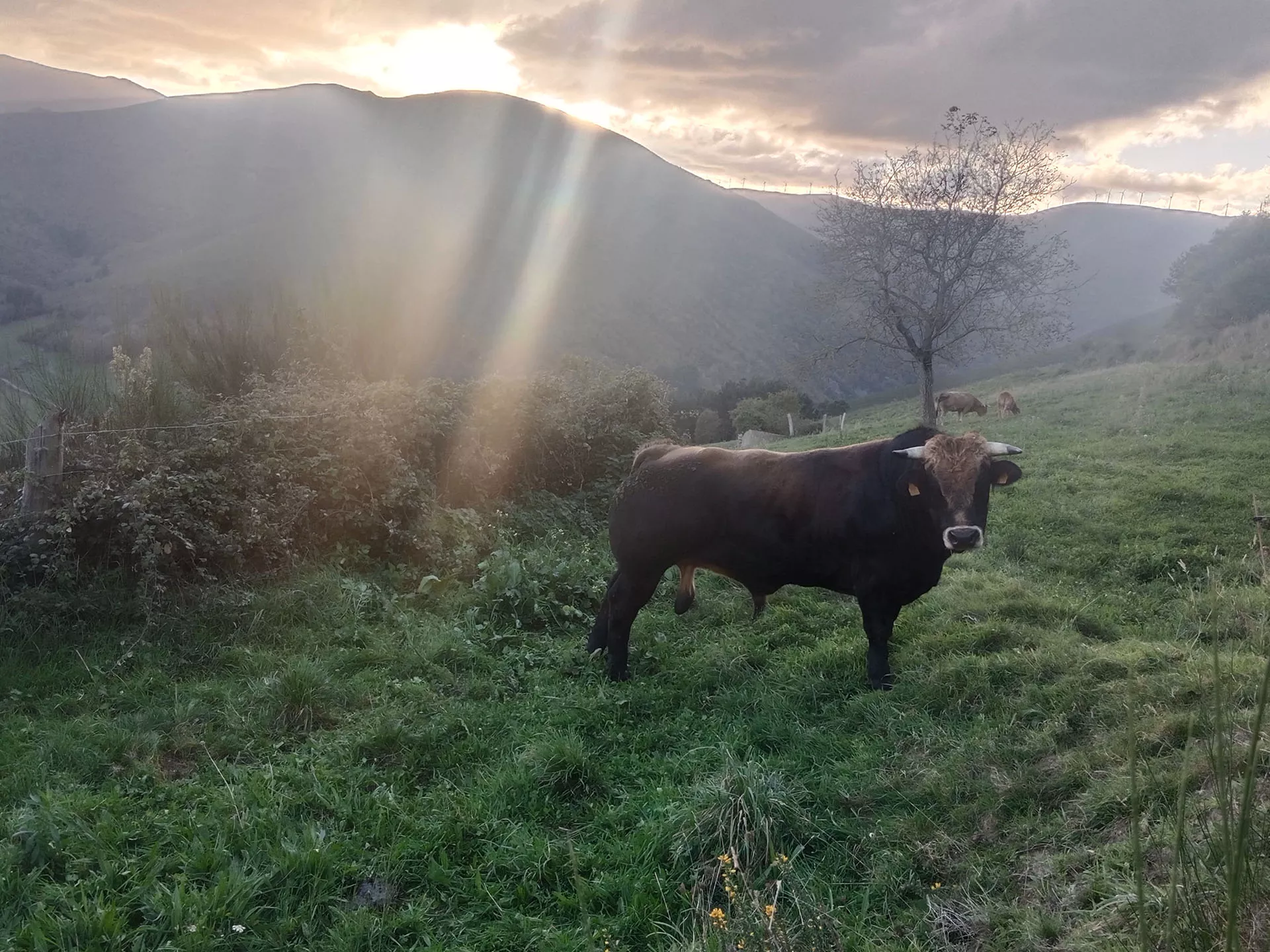 Vacuno en césped en atardecer en el monte