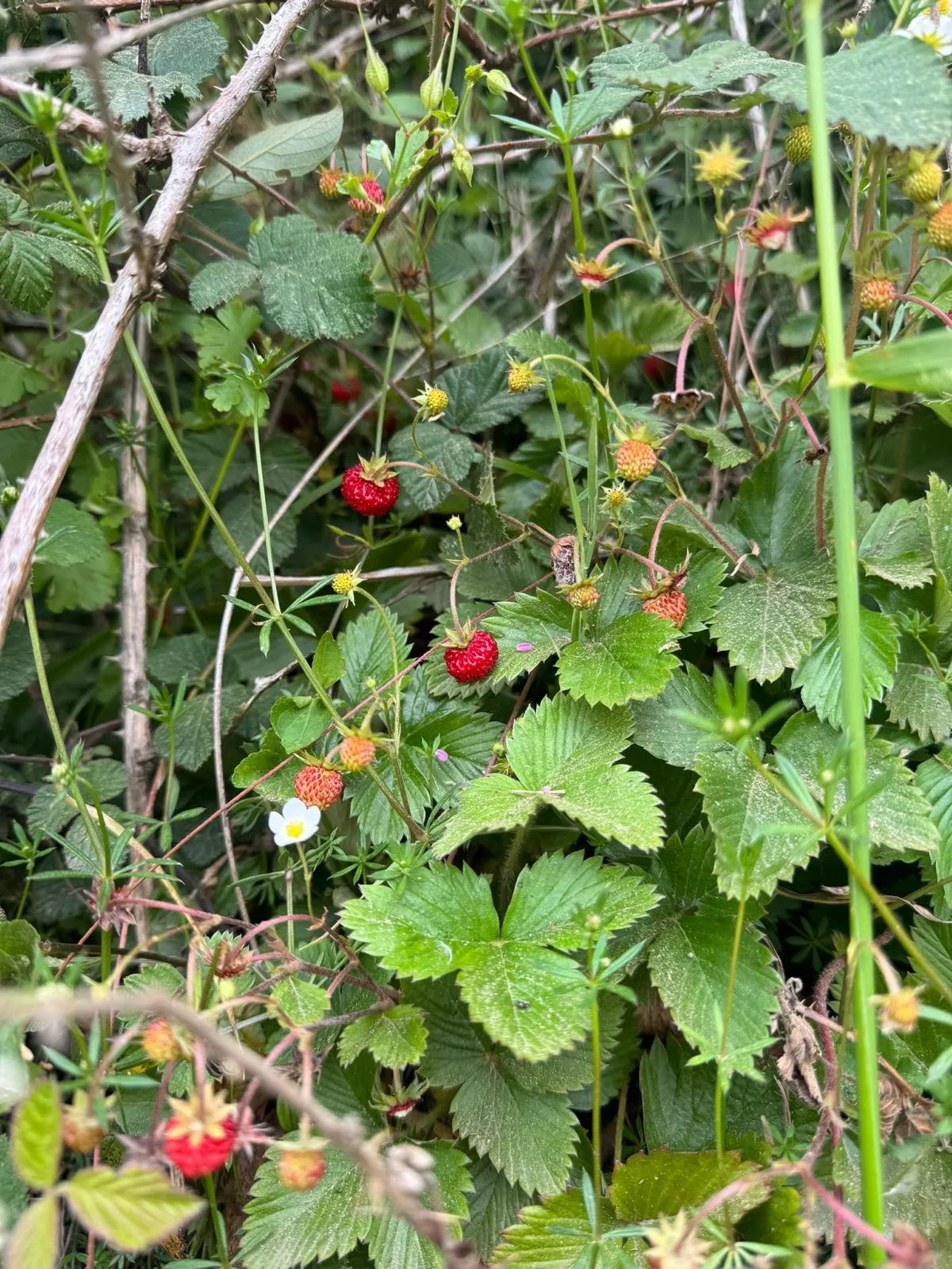 Frutos rojos en arbusto