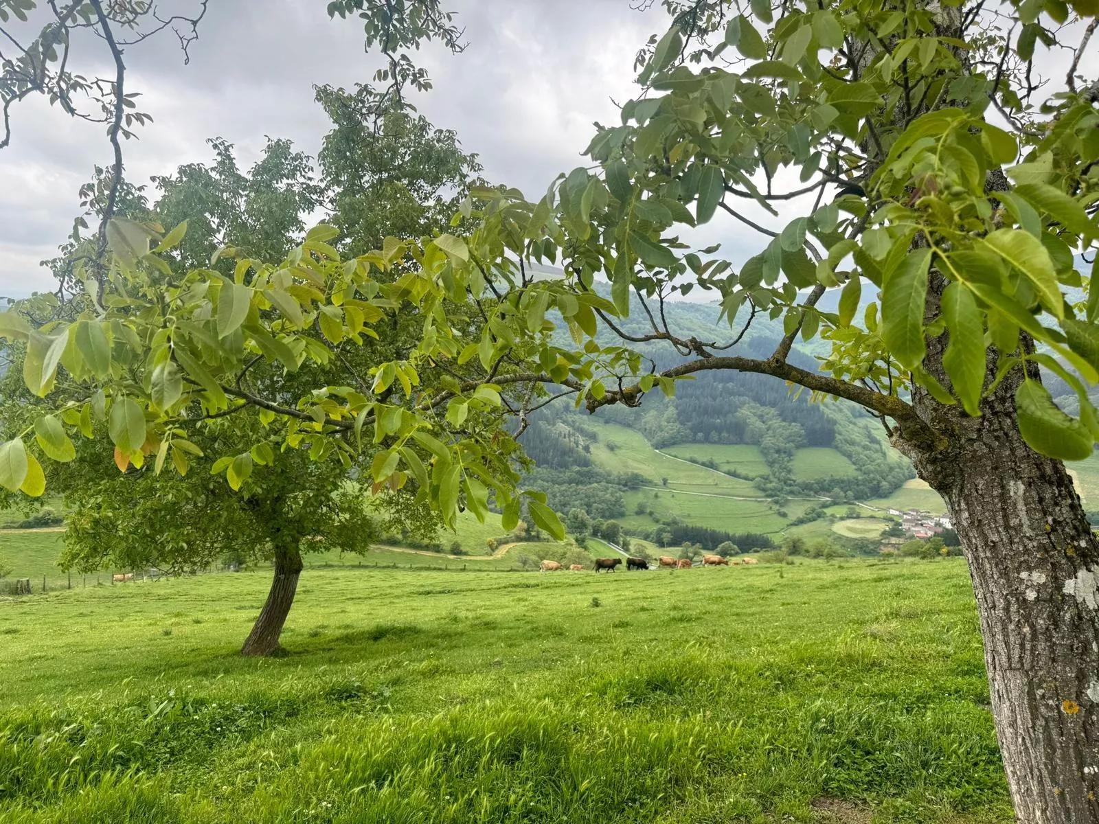 Árboles y flora