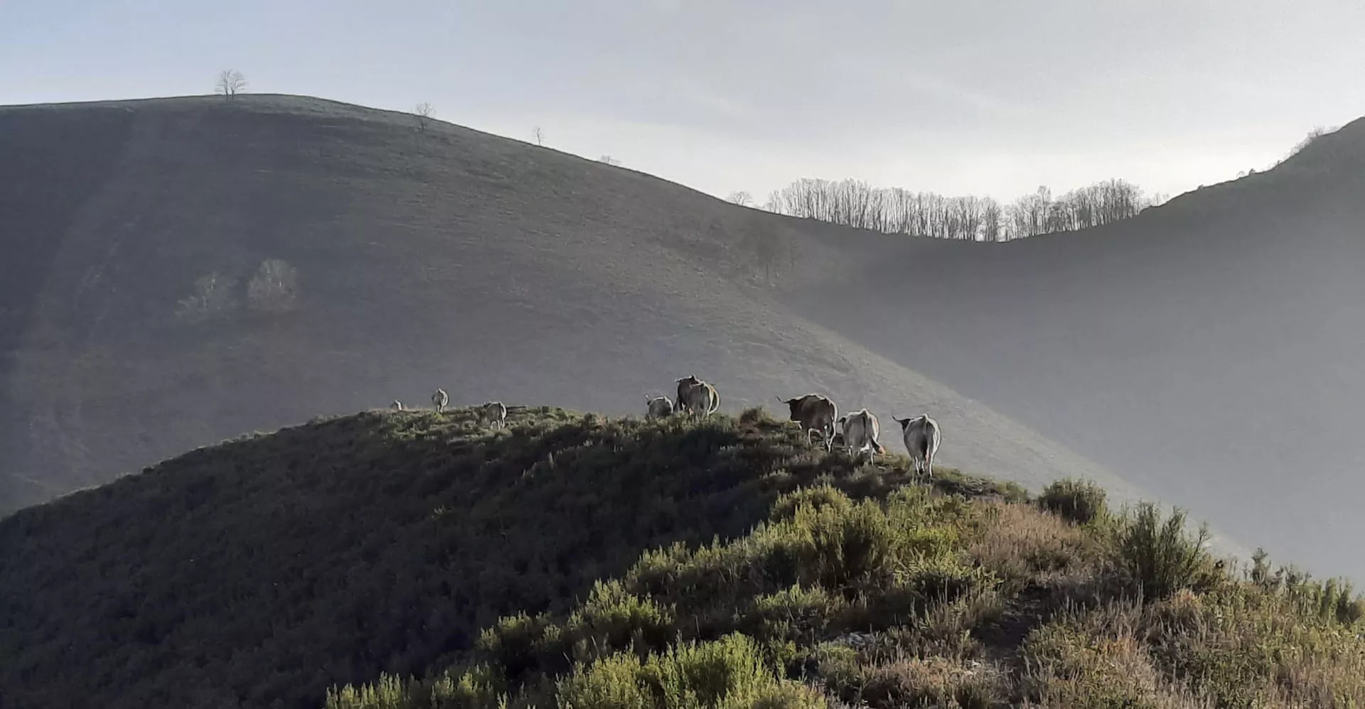 Ganado en la parte de arriba del monte y fondo con árboles