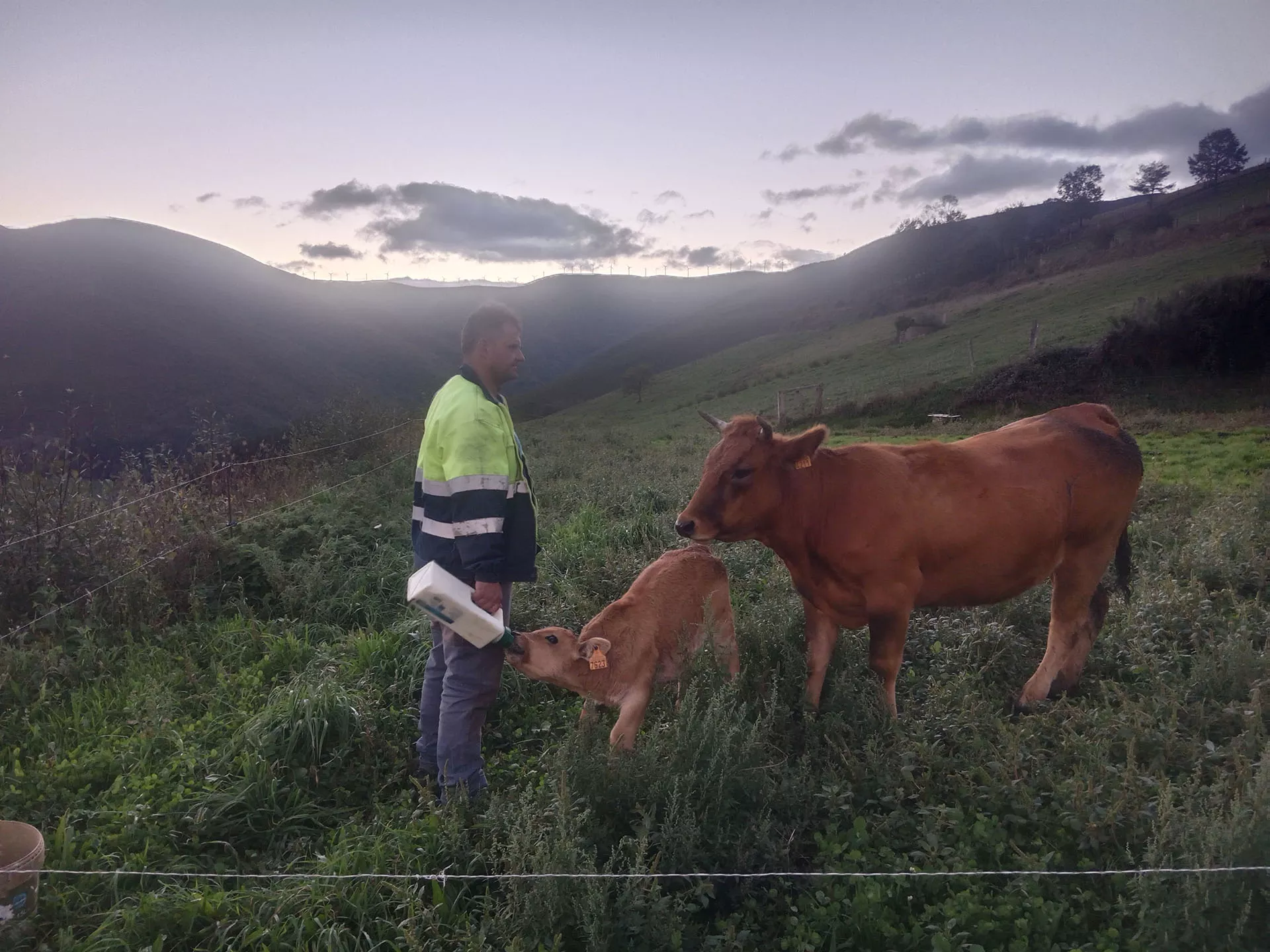 Hersona alimentando a un ternero y vaca acompañando