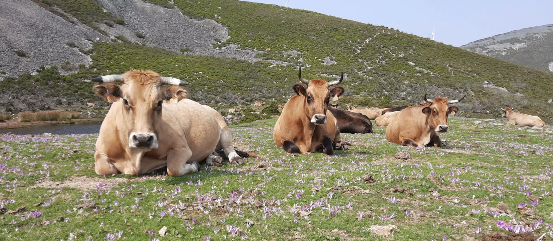 Ganado vacuno asturiano acostado